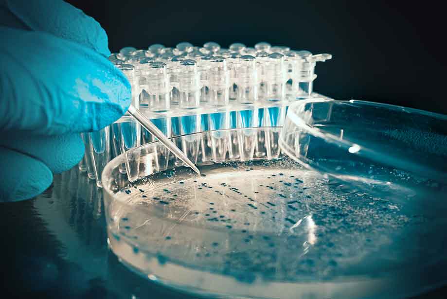 Annexin V, CF488 conjugate