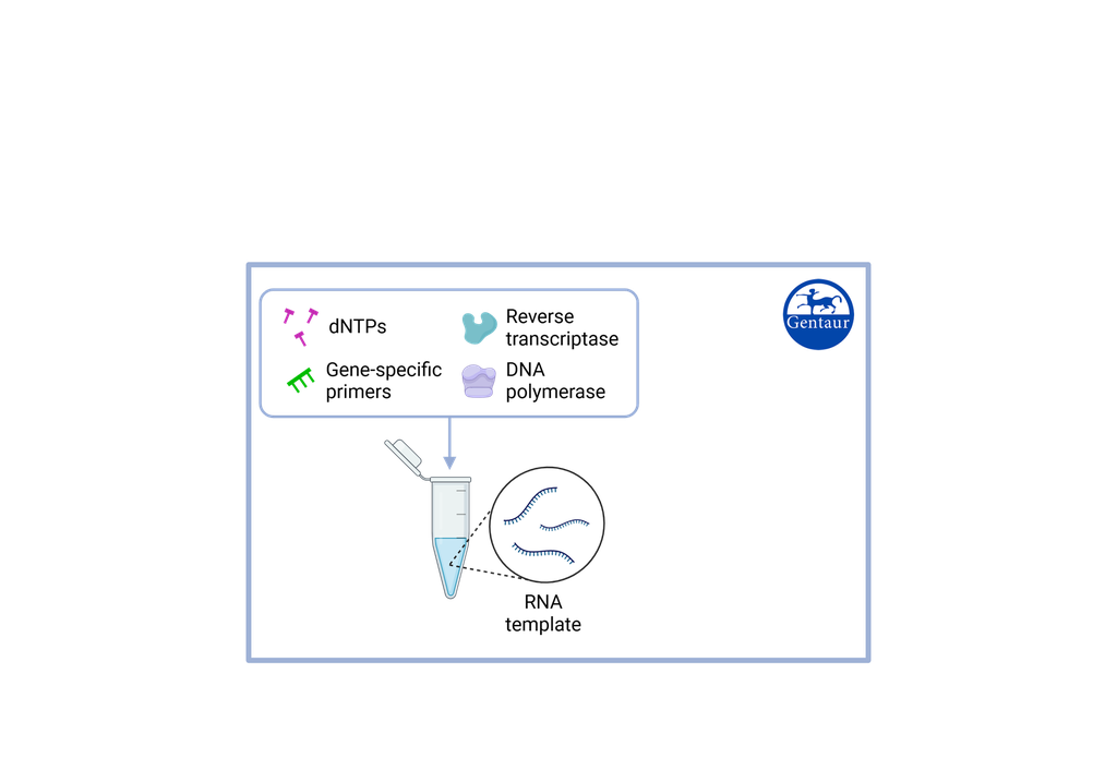 dTTP solution