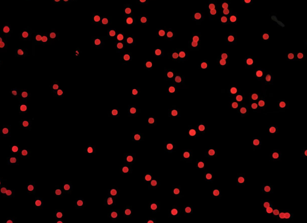 Red PS Fluorescent Particles, 600 nm-NH2