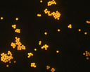 Orange PS Fluorescent Particles, 600 nm-COOH