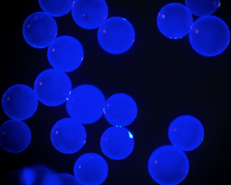 Blue PS Fluorescent Particles, 5 um-NH2