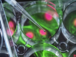 Polystyrene Particles, 0.3 um-CY7