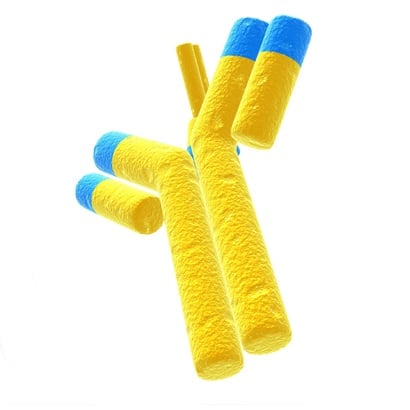 [77-MHS6278-202841] MGC human CASP4 Sequence- Verified
