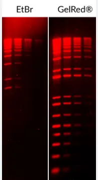 [0037-41003]  GelRed Nucleic Acid Stain 10,000X in water - 0.5 ml