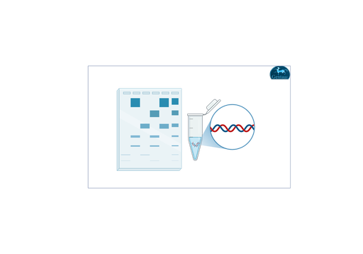 [MBT090-​50LN] High Range DNA Ladder