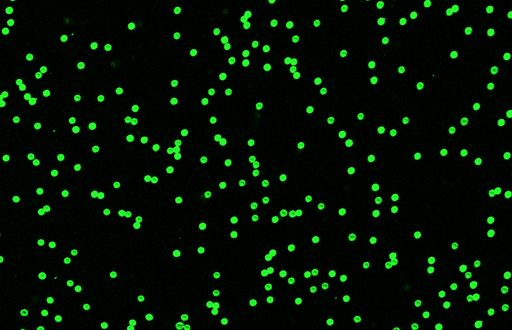 [AFG-0400-SA] Green PS Fluorescent Particles, 4 um-SA