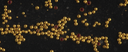 [ABGN-70-OROP] Organic Gold Nanoparticles, 70 nm